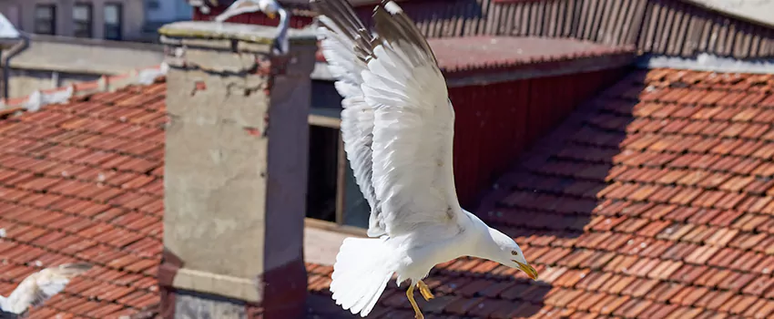 Residential Chimney Animal Removal Solution in Colorado Springs, CO