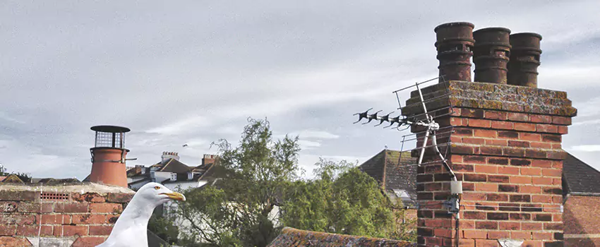 Chimney Cleaning And Restoration in Colorado Springs, Colorado